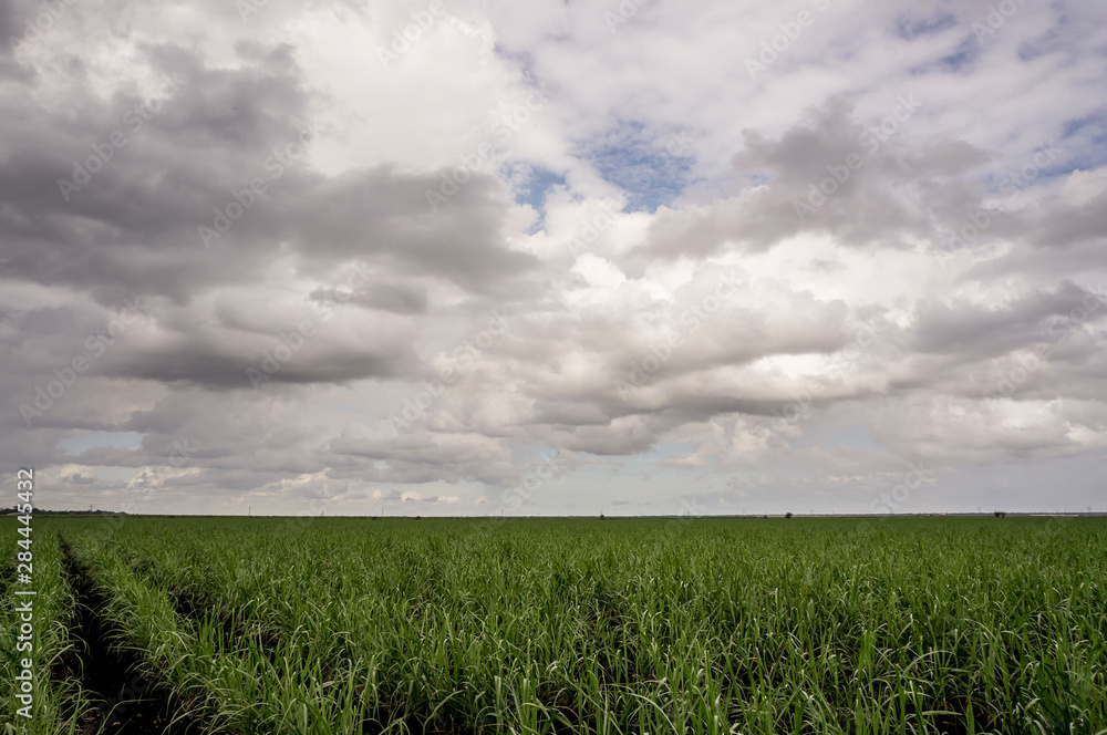 Sugarcane field and stormy sky, Southeastern Florida, Everglades drainage Sugarcane field and stormy sky, Southeastern Florida, Everglades drainage