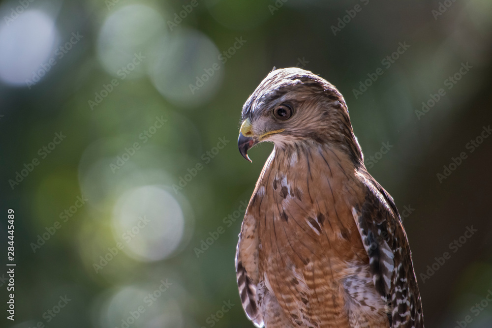 Portrait of a perched hawk with intense gaze against green background Portrait of a perched hawk with intense gaze against green background