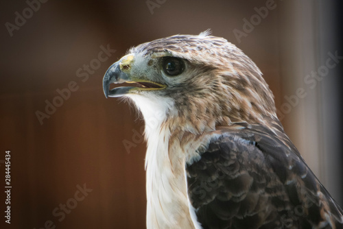 Close-up portrait of hawk with beak open and intense gaze