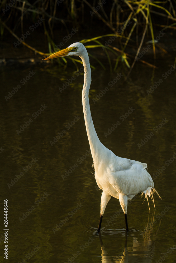Obraz premium Savannah, Georgia. White Egret stands in water of a pond hunting for fish