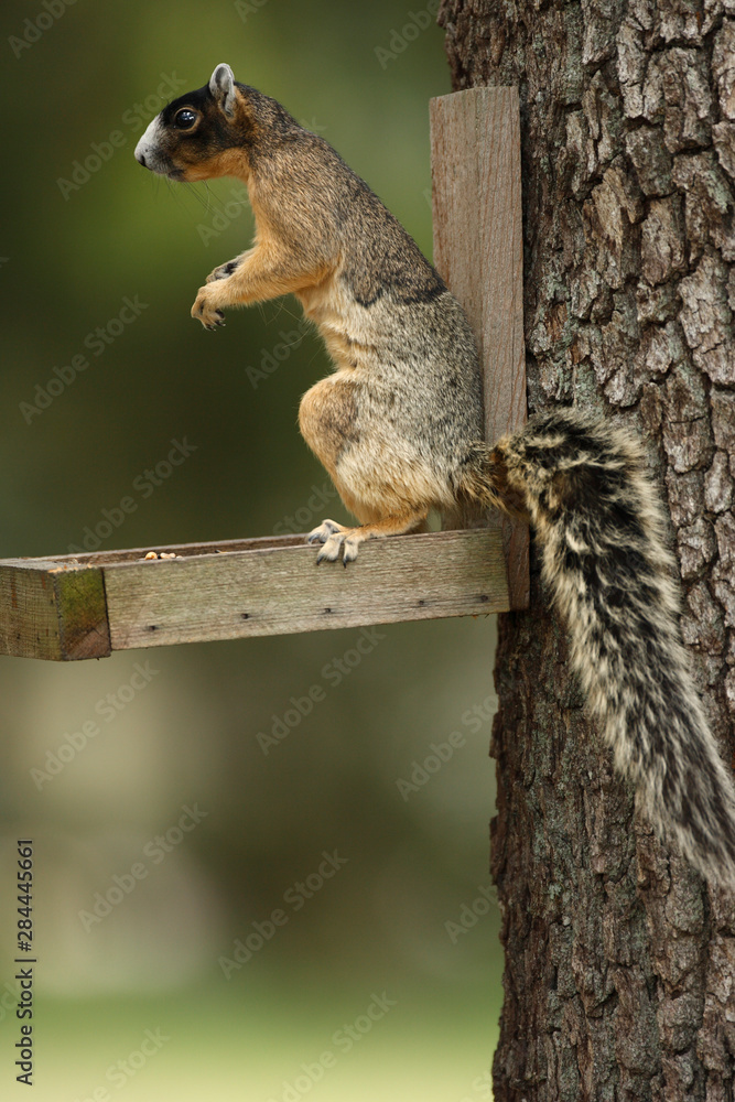 Sherman's fox squirrel on feeder (Sciurus niger shermani) Central Florida Sherman's fox squirrel on feeder (Sciurus niger shermani) Central Florida