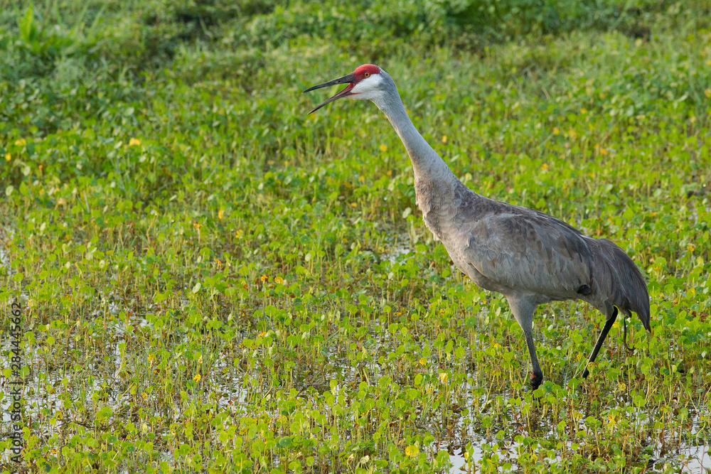 Fototapeta premium Pair of wild Sandhill cranes showing territorial behavior near nest, Grus canadensis, Florida
