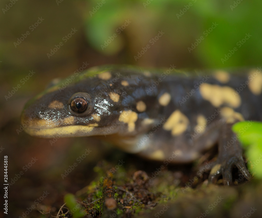 Naklejka premium Tiger salamander, Ambystoma tigrinum tigrinum, central Florida
