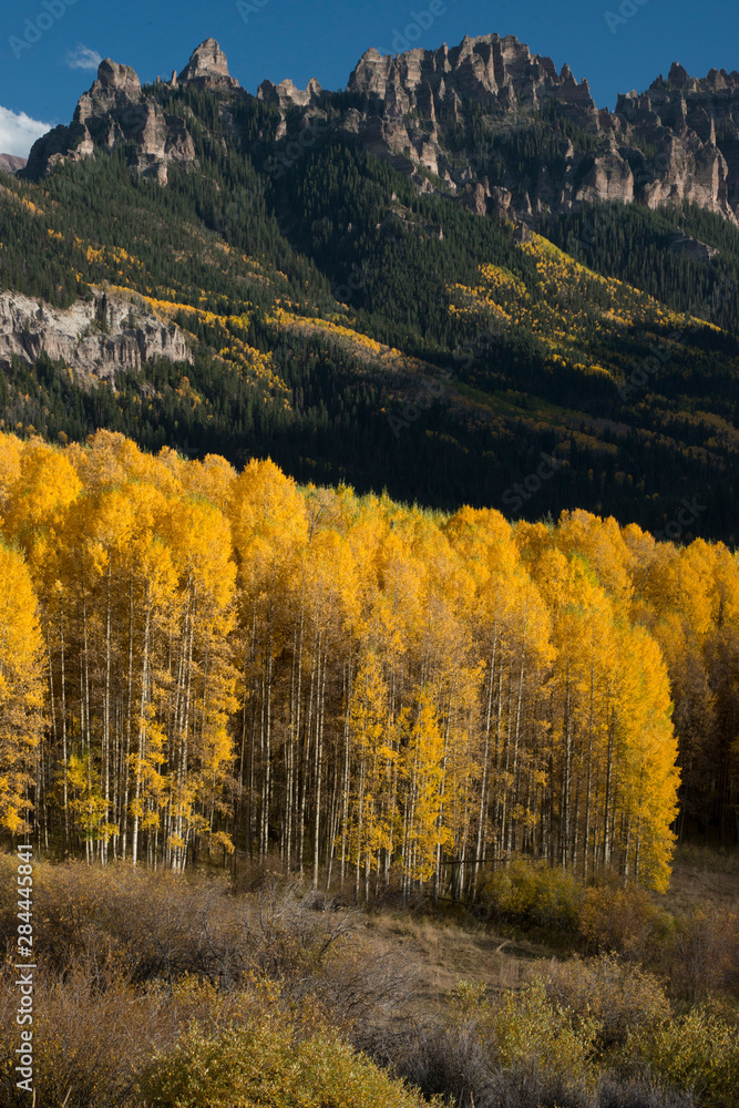 USA, Colorado. Autumn yellow aspen and fir trees near Owl Creek Pass, Uncompahgre National Forest USA, Colorado. Autumn yellow aspen and fir trees near Owl Creek Pass, Uncompahgre National Forest