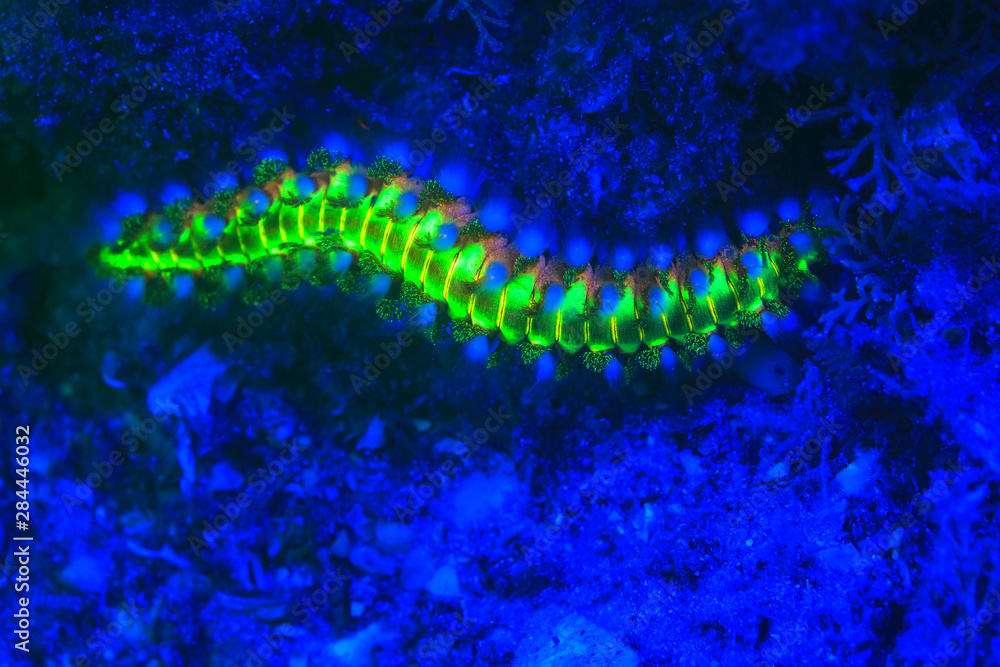 Bearded Fireworm (Hermodice carunculata), Underwater Fluorescence, Blue Heron Bridge, Intracoastal Waterway, West Palm Beach, Florida, USA