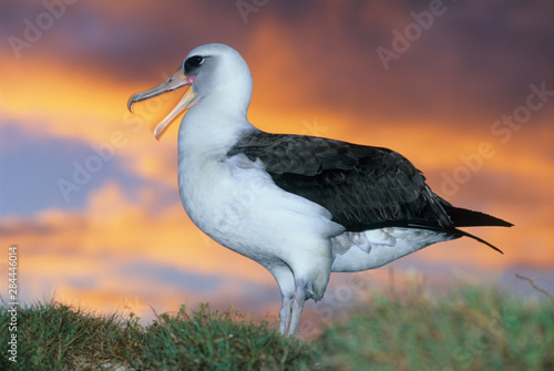 Albatross Laysan, (Diomedea immutabilis), USA, NW Hawaiian Islands, Midway Atoll, Laysan albatross at sunset. photo