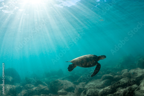 Green Sea Turtle swimming off the North Shore of Oahu, Hawaii.