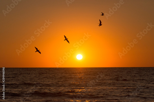 Flying birds silhouetted against the setting sun on the west coast of Florida © Sheila Haddad/Danita Delimont