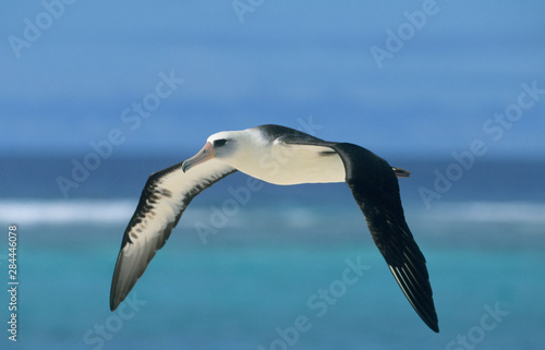 Laysan Albatross  Phoebastria immutabilis  In flight  Midway Atoll  North Pacific  Hawaiian Islands