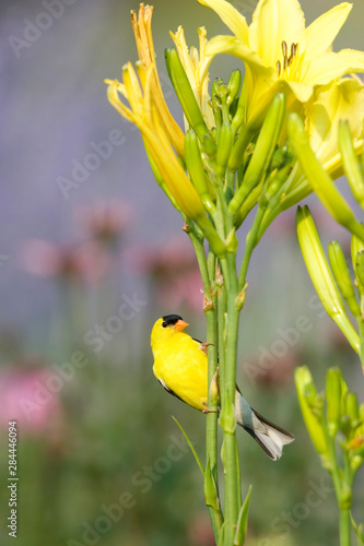 American Goldfinch (Carduelis tristis) male on yellow Daylily (Hemerocallis sp.) in flower garden, Marion, Illinois, USA. photo