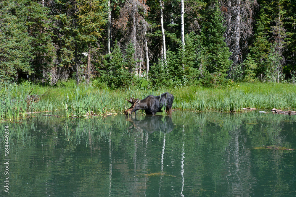 Bull moose in the Uinta mountains of Utah. Bull moose in the Uinta mountains of Utah.