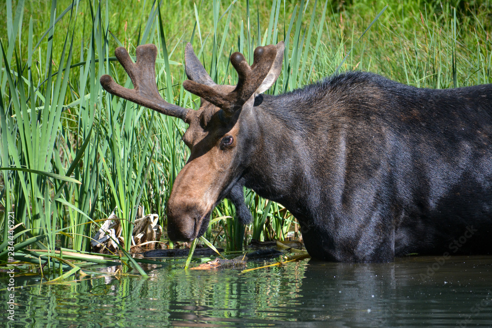 Bull moose in the Uinta mountains of Utah. Bull moose in the Uinta mountains of Utah.