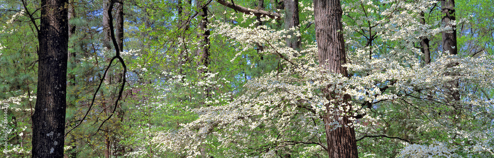USA, Georgia, Atlanta. Flowering dogwood appears as fallen snow at Atlanta Botannical Gardens, Georgia. USA, Georgia, Atlanta. Flowering dogwood appears as fallen snow at Atlanta Botannical Gardens, Georgia.