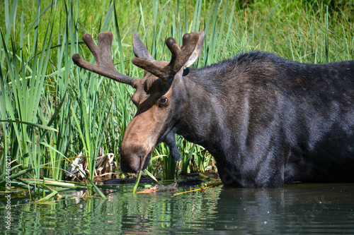 Bull moose in the Uinta mountains of Utah. © Mosto