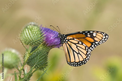 Monarch (Danaus plexippus) on Pasture Thistle (Cirsium discolor) Prairie Ridge SNA, Marion, Illinois, USA.