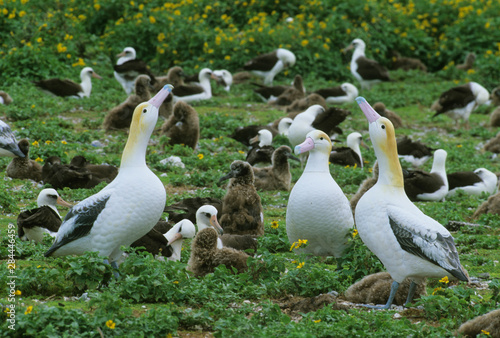 Short-tailed Albatross, (Diomedea albatrus), decoys to lure birds to eastern island, Midway Atoll, Hawaii, USA. photo