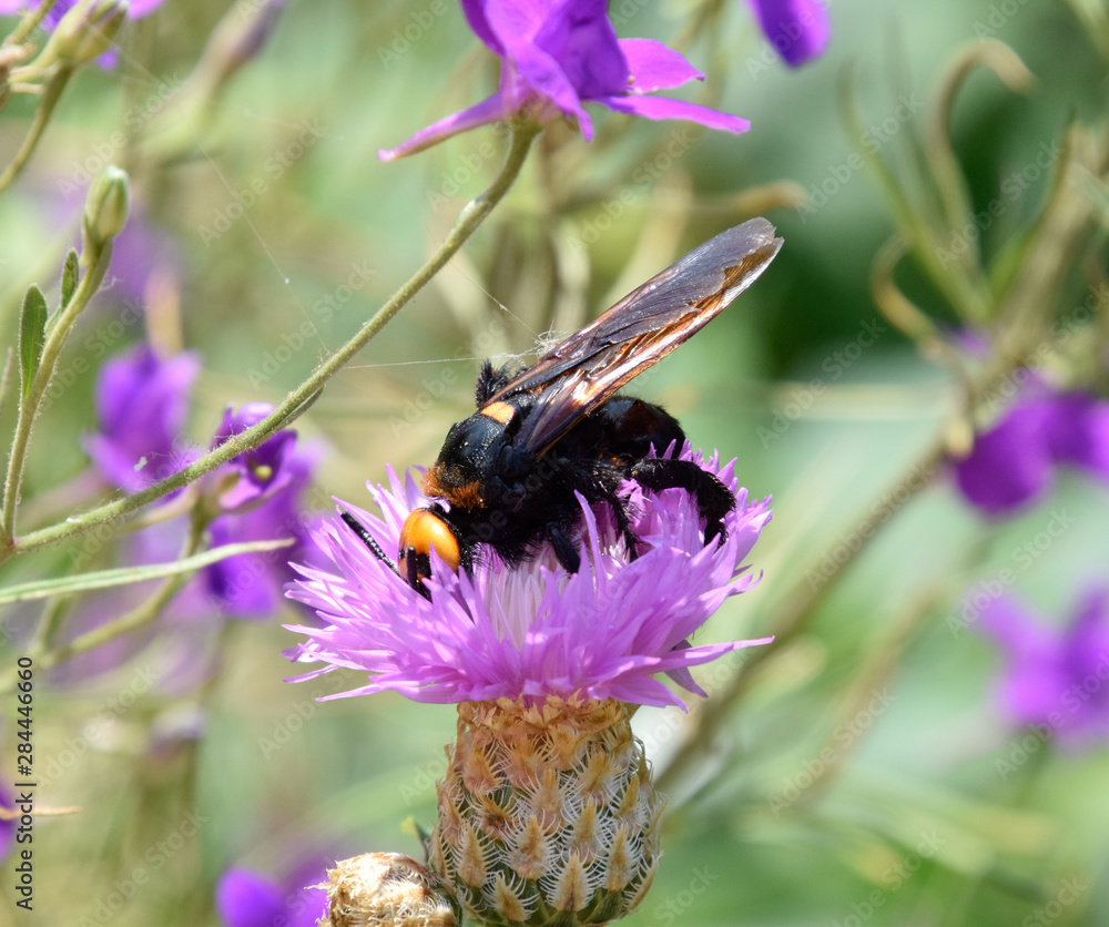 Megascolia maculata. The mammoth wasp. Megascolia maculata. The mammoth wasp.