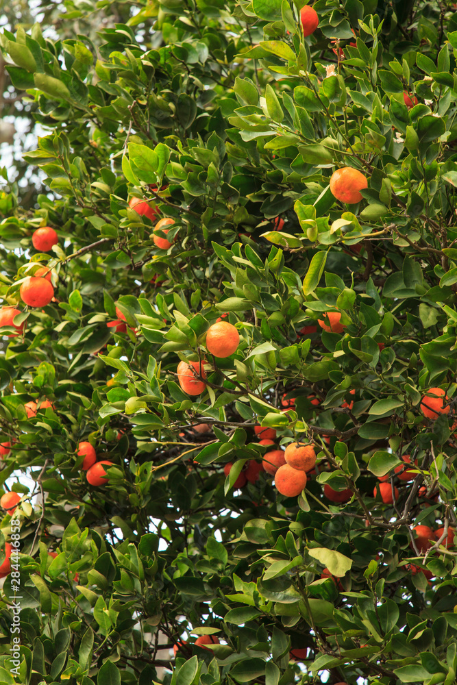 Oranges growing. Big Island, Hawaii, USA