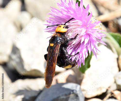 Megascolia maculata. The mammoth wasp. photo