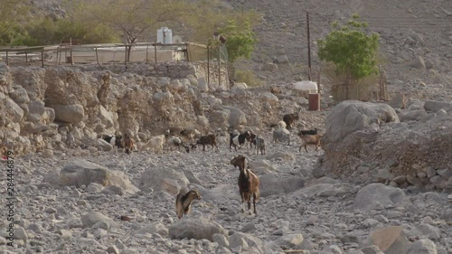 Goats in Oman Town Wide photo