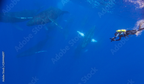 Scuba diver and Humpback Whales (Megaptera novaeangliae), open Pacific Ocean near Kona, Big Island, Hawaii