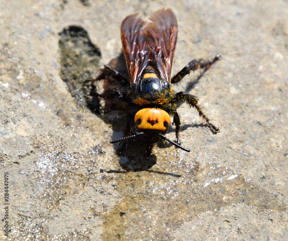 Megascolia maculata. The mammoth wasp. Megascolia maculata. The mammoth wasp.