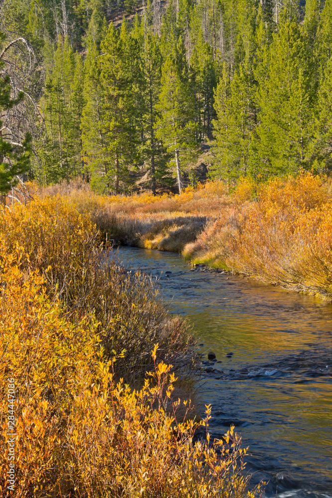 Fototapeta premium autumn, reflections, Big Wood River, Sawtooth National Forest, Idaho, USA