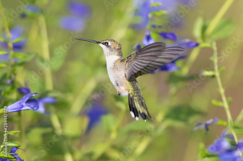 Ruby-throated Hummingbird (Archilochus colubris) at Blue Ensign Salvia (Salvia guaranitica ' Blue Ensign') Marion County, IL