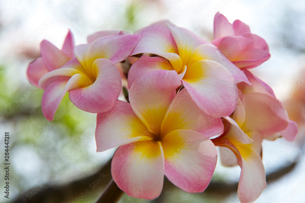 USA, Hawaii, Oahu, Tropical Gardens with close up of a Plumeria flower