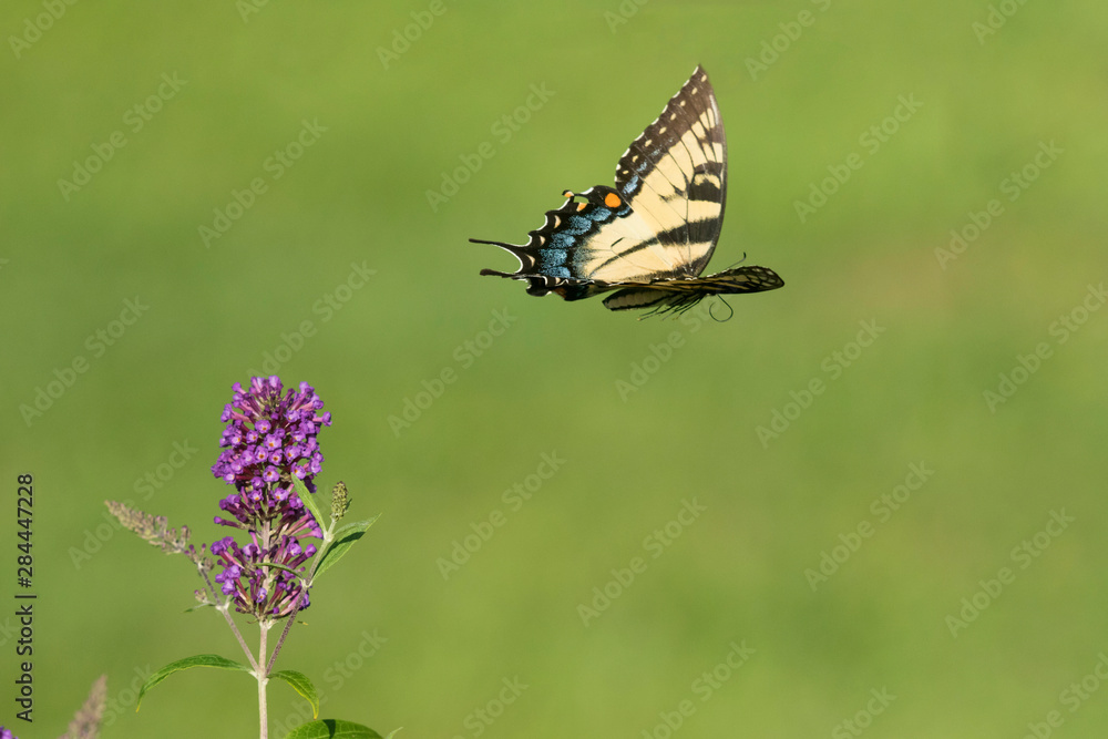 Eastern Tiger Swallowtail (Papilio glaucaus) flying from Butterfly Bush (Buddleja Davidii) Marion County, Illinois Eastern Tiger Swallowtail (Papilio glaucaus) flying from Butterfly Bush (Buddleja Davidii) Marion County, Illinois
