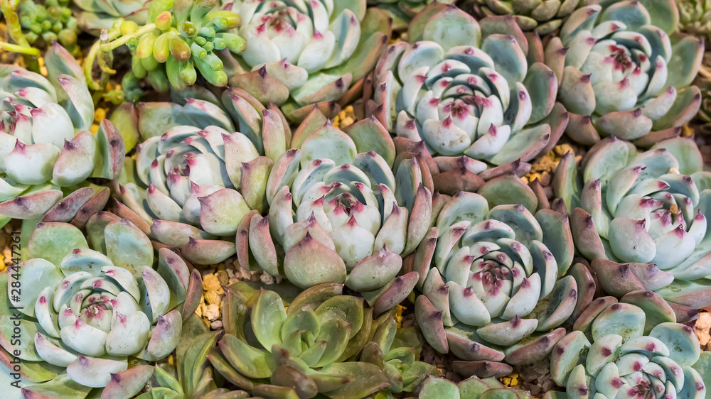 Miniature succulent plants in garden Miniature succulent plants in garden