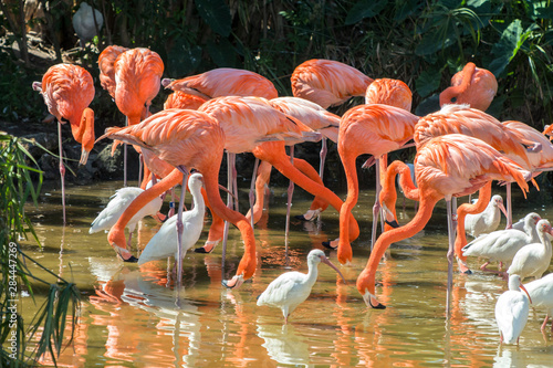 Foto USA, Florida, Orlando, Pink Flamingos and White Ibis, Gatorland.
