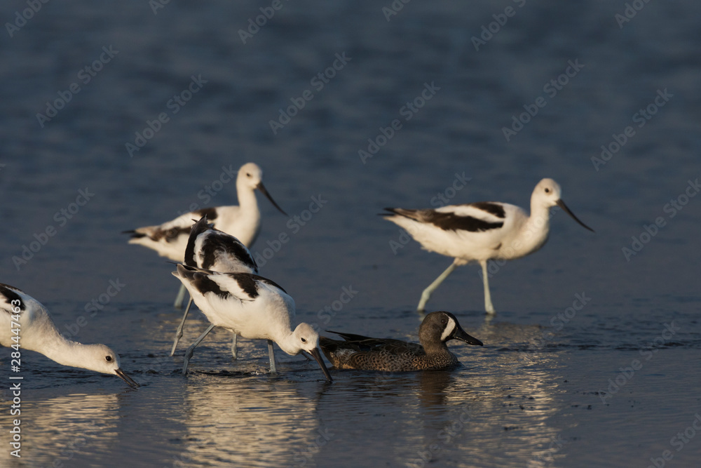 Blue-winged teal and American avocet Blue-winged teal and American avocet