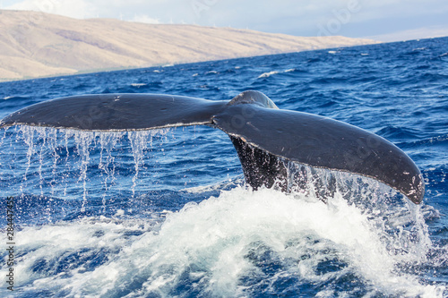 Humpback Whale (Megaptera novaeangliae) whale watching off Maui, Hawaii, USA