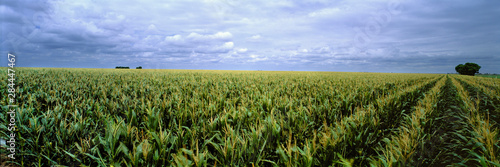 USA, Kansas, Cheyenne County. Cornfields stretch as far as the eye can see in Cheyenne County, Kansas.