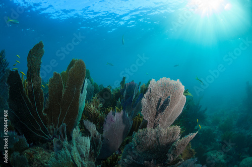 Sunrays shine through the blue waters to illuminate a small portion of Looe Key, a reef which is part of the Florida Keys National Marine Sanctuary.