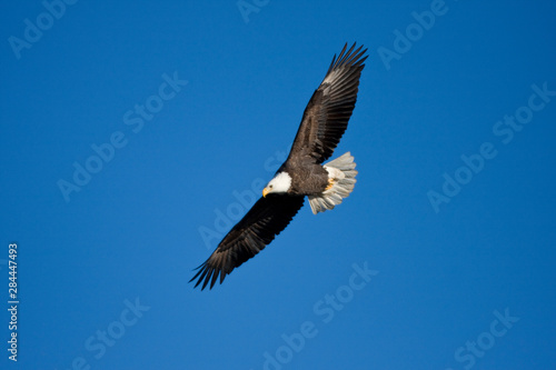 Bald Eagle (Haliaeetus leucocephalus) in flight over Mississippi River, Alton, Illinois, USA. © Richard & Susan Day/Danita Delimont