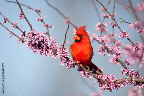 Foto Northern Cardinal (Cardinalis cardinalis) male in Eastern Redbud (Cercis canadensis) in spring, Marion, Illinois, USA
