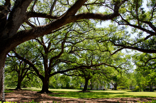 Louisiana, New Orleans area, Vacherie. Oak Alley Plantation, historic 19th century plantation, National Historic Landmark. Huge 300 year old oak trees. photo