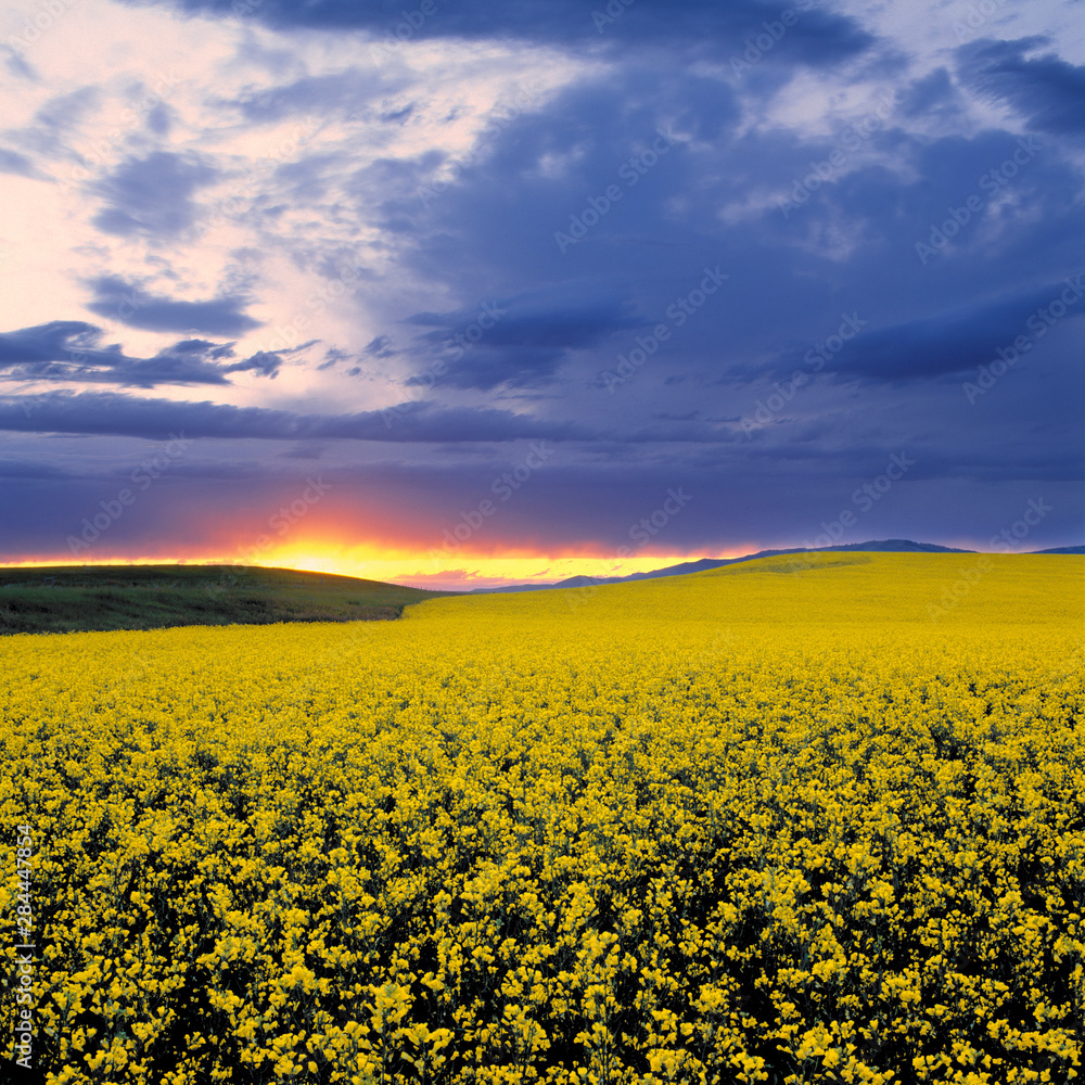 USA, Idaho, Swan Valley. A fiery sunset erupts over a bright yellow field of canola in Swan Valley, Idaho.