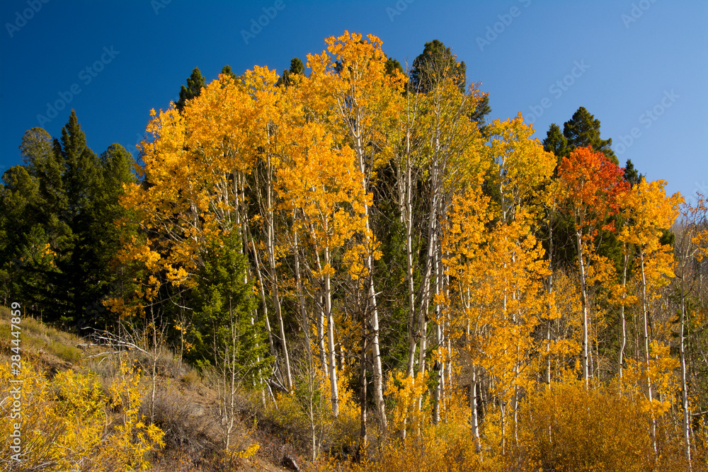 Autumn Colors, Fisher Creek Road, Obsidian, Sawtooth National Forest, Idaho, USA Autumn Colors, Fisher Creek Road, Obsidian, Sawtooth National Forest, Idaho, USA
