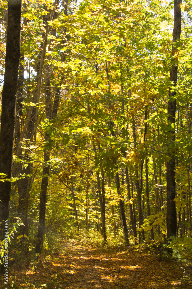 Autumn path, Maquoit Bay Conservation Land, Brunswick, Maine, USA