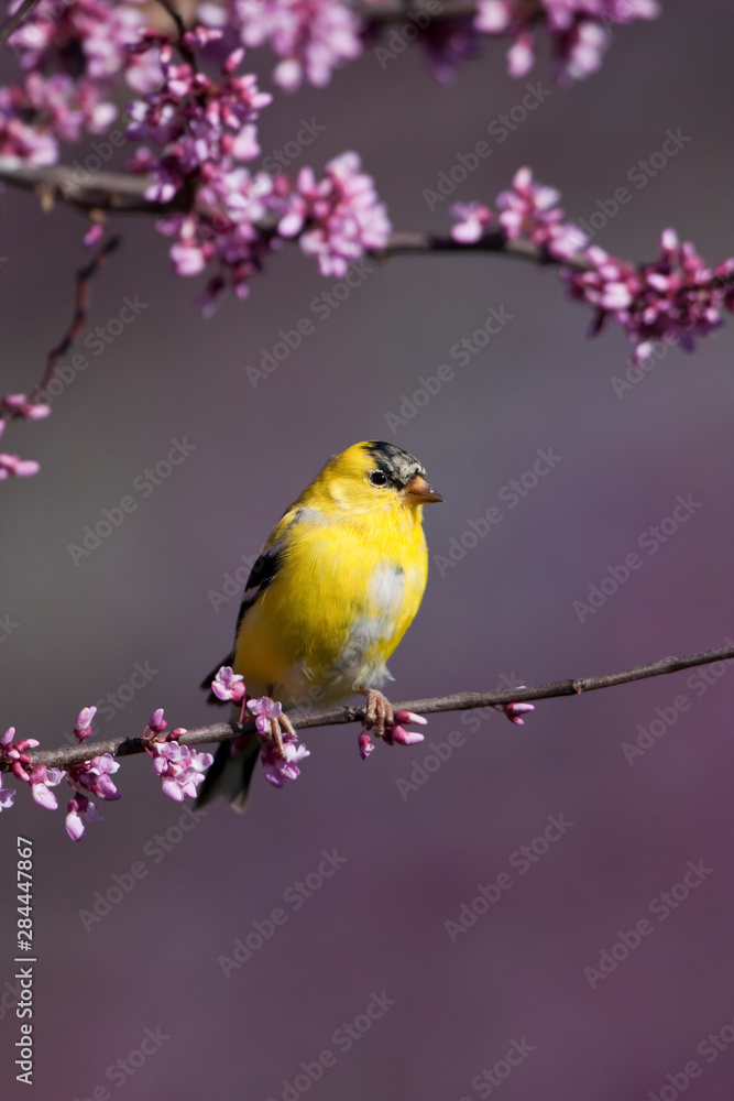 American Goldfinch (Carduelis tristis) male in Eastern Redbud (Cercis canadensis) in spring, Marion, Illinois, USA. American Goldfinch (Carduelis tristis) male in Eastern Redbud (Cercis canadensis) in spring, Marion, Illinois, USA.