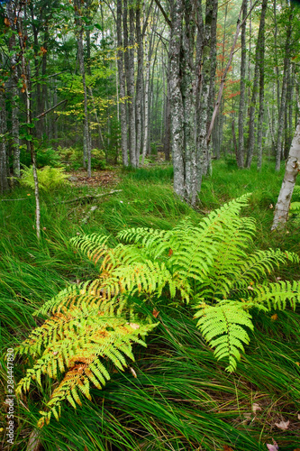 Bild auf Leinwand Ferns and birch tree forest, Sieur de Monte Springs Area, Acadia National Park,