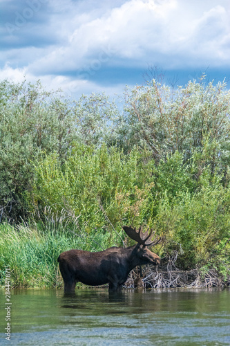 Bull moose wading in the Teton River, Driggs, Idaho photo