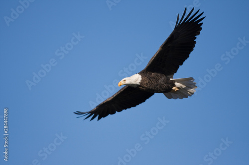 Bald Eagle (Haliaeetus leucocephalus) in flight over Mississippi River, Alton, Illinois, USA. © Richard & Susan Day/Danita Delimont