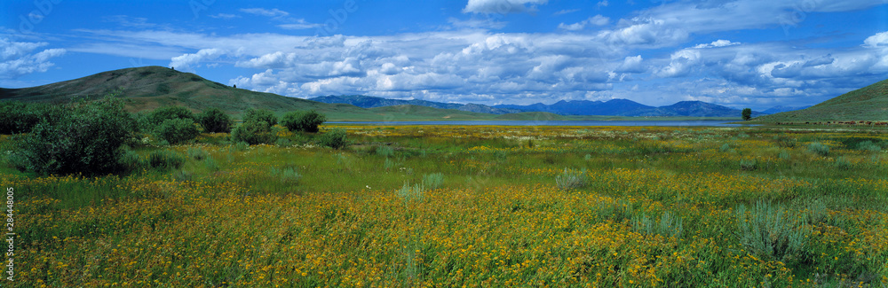 USA, Idaho, Lucky Lake. Sagebrush and golden wildflowers meadows surround Lucky Lake, Idaho.