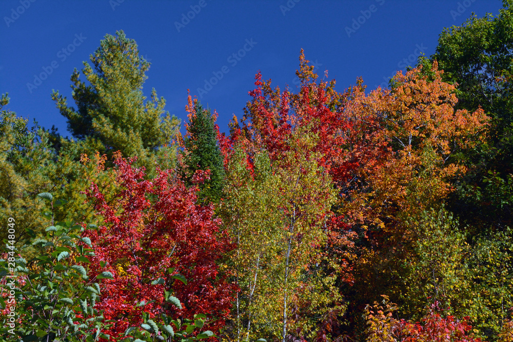 Autumn trees, Perimeter Trail, Bradley Farm Preserve, Topsham, Maine, USA Autumn trees, Perimeter Trail, Bradley Farm Preserve, Topsham, Maine, USA