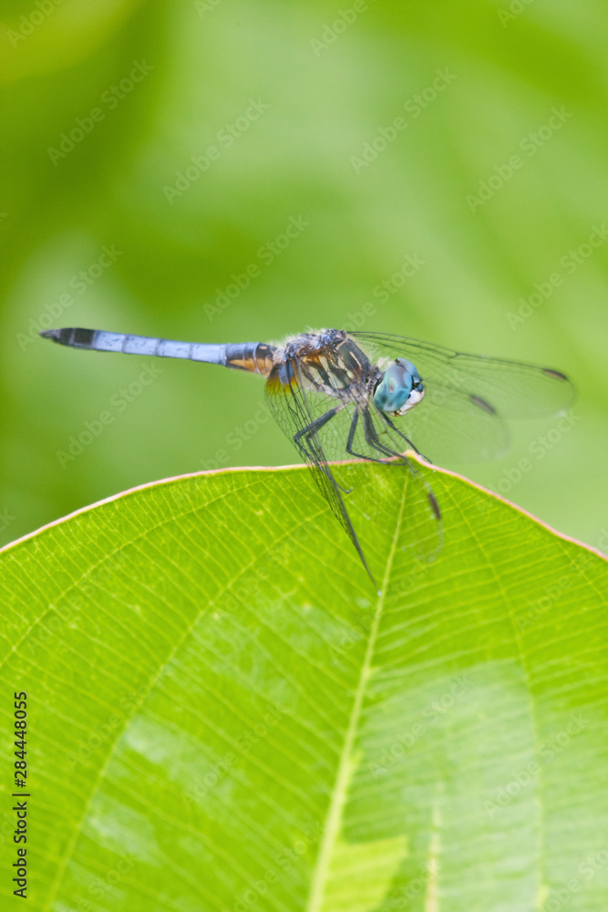 Blue Dasher (Pachydiplax longipennis) male in wetland, Marion, Illinois, USA. Blue Dasher (Pachydiplax longipennis) male in wetland, Marion, Illinois, USA.