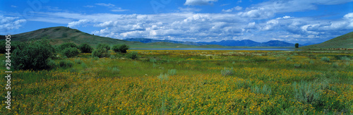 USA  Idaho  Lucky Lake. Sagebrush and golden wildflowers meadows surround Lucky Lake  Idaho.